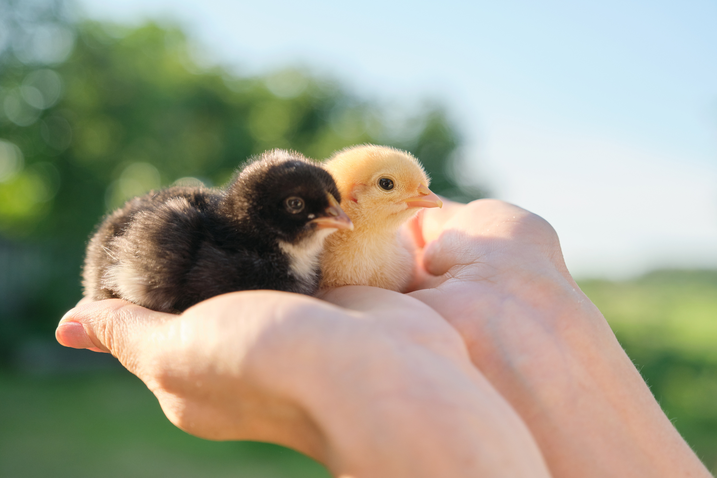 Close up of two baby chicks in woman hand. Newborn chickens